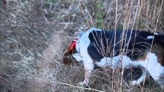 UBGF 37th Annual Gundog Championship - Female Classes Part 1 of 2