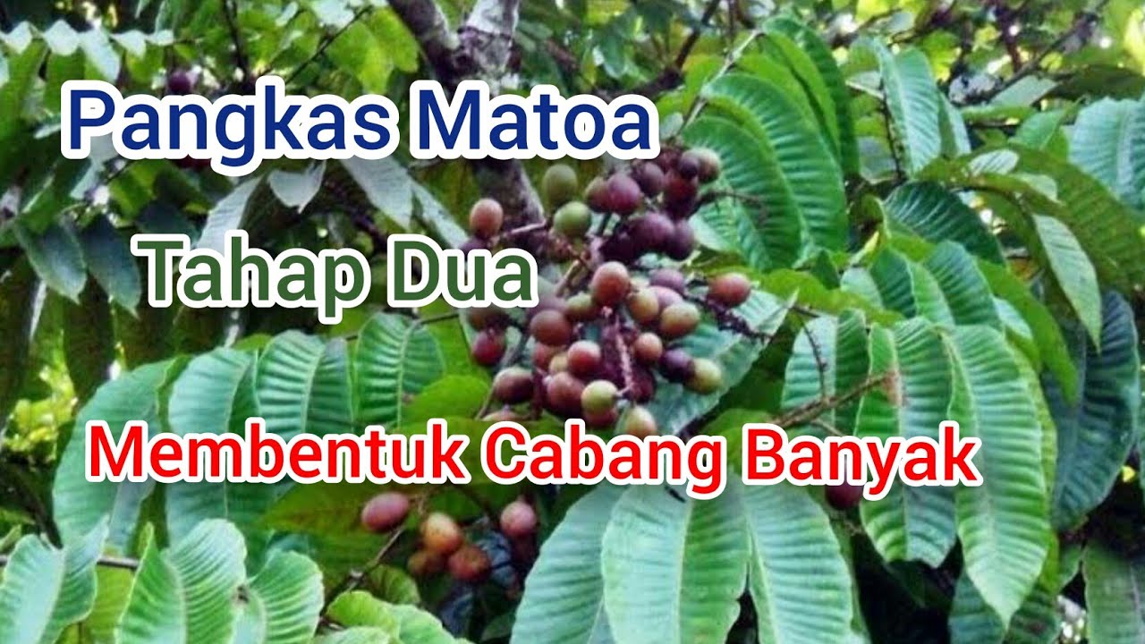 Pemangkasan Tanaman Matoa Kedua Kali Untuk Percabangan Banyak
