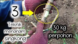 Inovasi baru cara menanam singkong - mampu menghasilkan lebih dari 30 kg per pohon