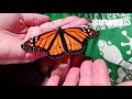 Transformación de un oruga en crisálida a mariposa Monarca. Increíble...