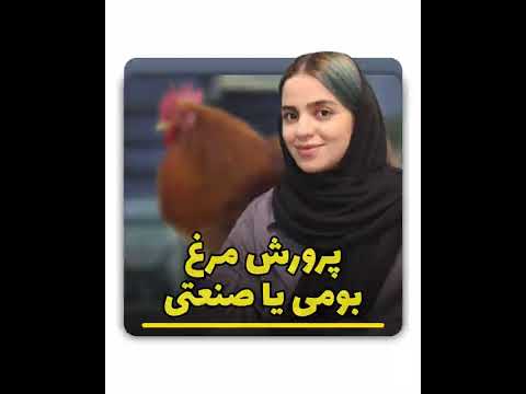 پرورش مرغ بومی یا مرغ صنعتی