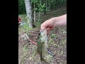 #fishing #bream #nickname #fishingtips