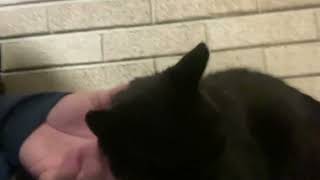 Quick bonding moment with Shadow the Outside Cat by Steve’s Nature TV 146 views 3 months ago 32 seconds