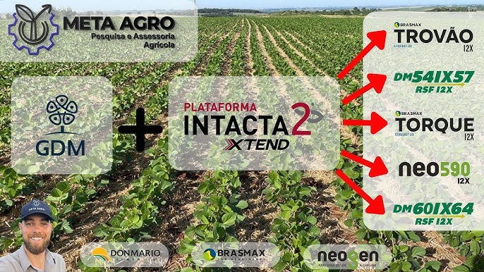 Intacta 2 Xtend - Agranda Sementes