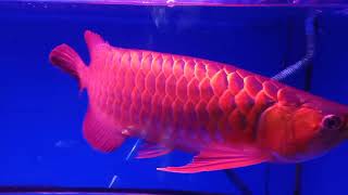 IKAN PREDATOR AIR TAWAR TERMAHAL #ikanarwanasuperred