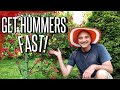 How to Attract Hummingbirds Fast! The Spring Garden Strategy