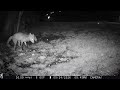 Red Fox Trio Feeding on the Lawn