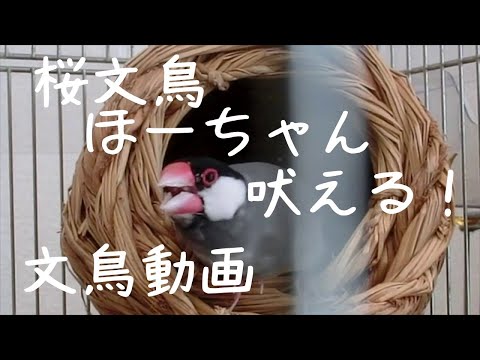 桜文鳥ほーちゃん　吠える！ さえずる！ 文鳥動画 Chirping of java sparrow movie