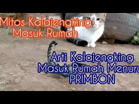 Arti Kalajengking Masuk Rumah Menurut Primbon