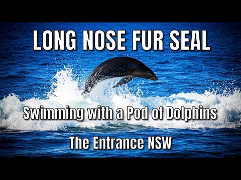 Long-Nosed Fur Seal and a Large Pod of Dolphins – The Entrance NSW
