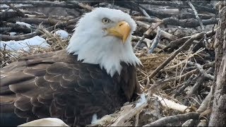Decorah eagle food fight!