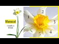 Daffodils: A Spring Flower Quiz