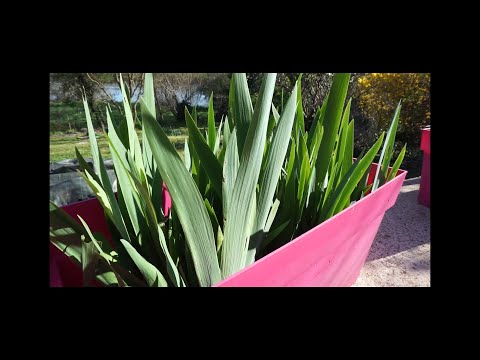 วีดีโอ: สวนไอริส: ปลูกและดูแลในฤดูใบไม้ร่วง