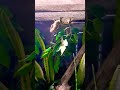 predator 🦖 #theog #followme