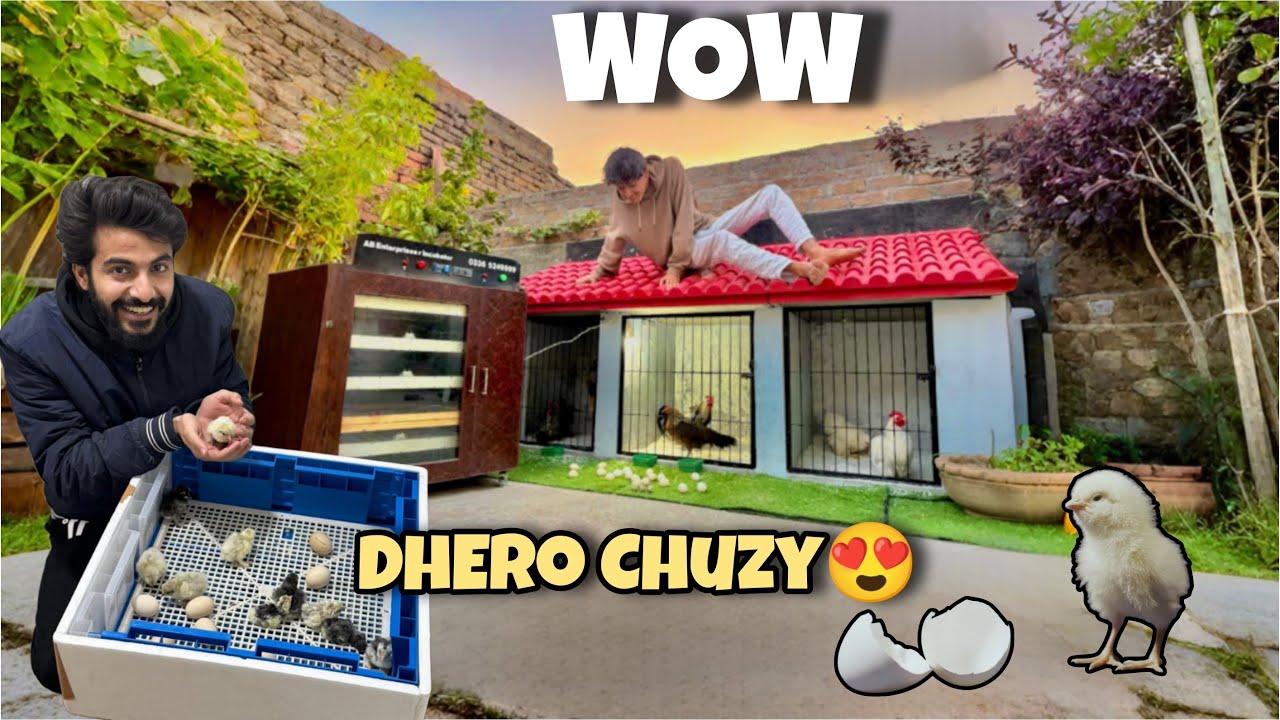 Hamari Fancy Hens K Chicks Nikal Aye😍// Top Quality Bantam Chicks Available 💝