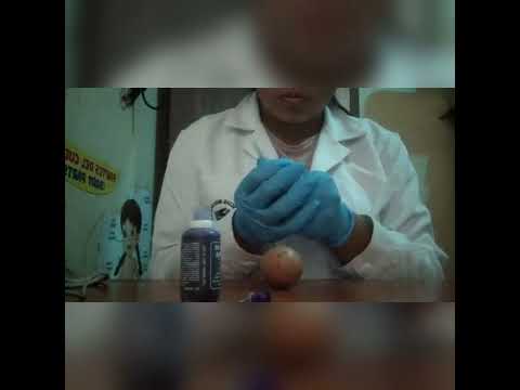 Video: ¿Inoculación en huevos embrionados?