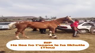 Lethula....Ha liea ho t'soana le ha likhutla.