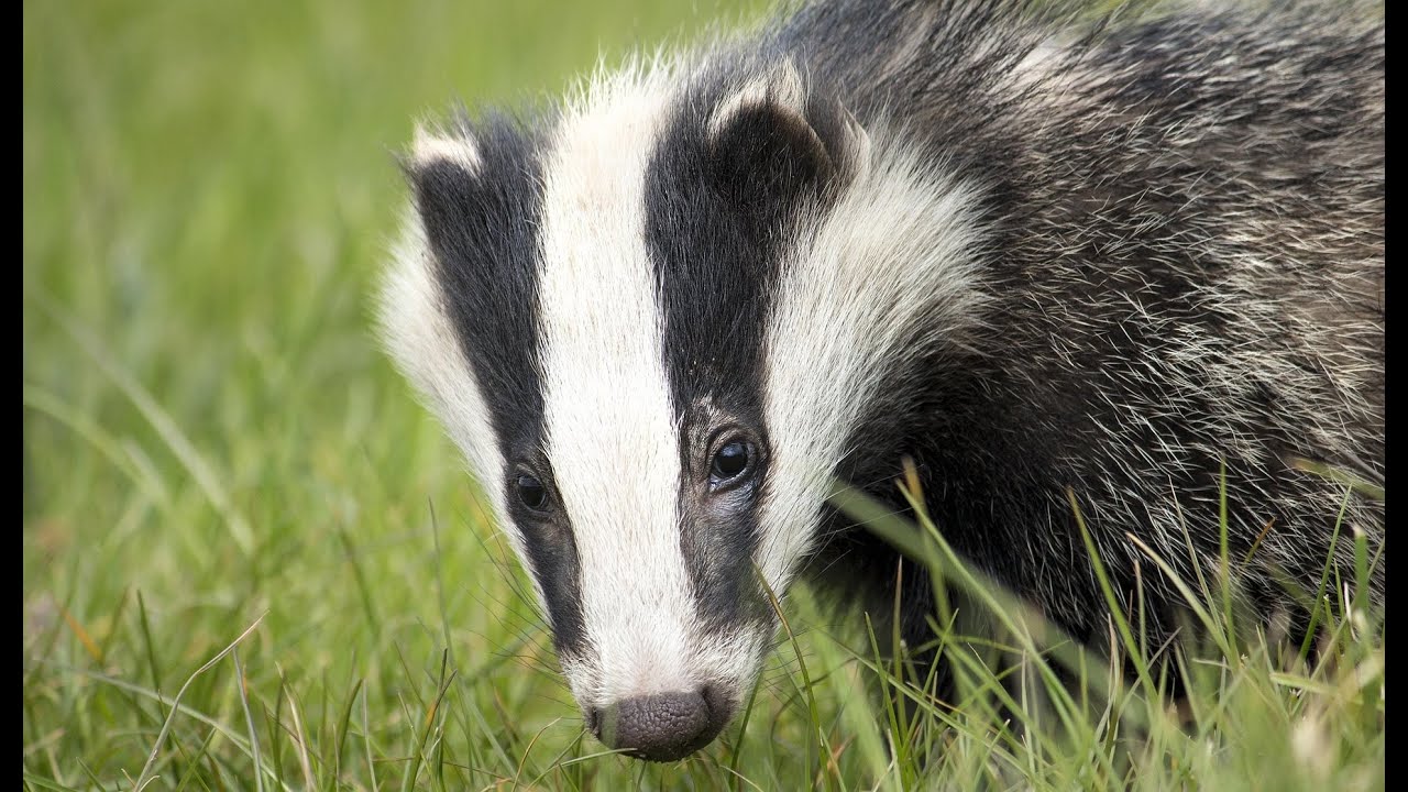 Discover the Secrets of Badgers! - Discover the planet in FULL HD
