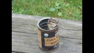 Chipmunk In A Coffee Can Eating Seeds