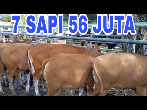 Pedetan Sapi Bali
