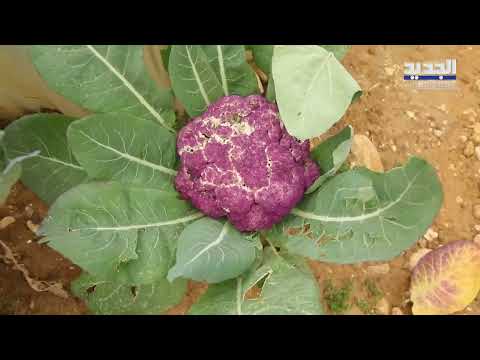 تعرفوا على كيفية تجفيف المنتوجات الطبيعية وتحضير كبيس اللوبية على الأصول