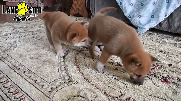 Shiba inu puppies for sale ohio