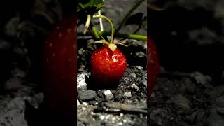 strawberry #photography #shorts screenshot 1