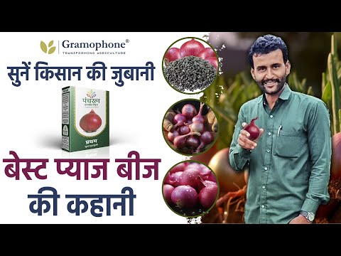 किसान ने पंचरत्न के प्रथम पूना फुरसुंगी को बताया नंबर 1 प्याज बीज - video from Gramophone