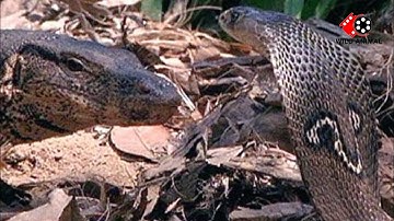 Black Cobra Snake Vs Monitor Lizard  Fight-  wildlife photography - Wild Animal 2025