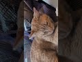 寛いで貰えてなにより☺️(かれこれ30分以上このままだとつゆ知らず⋯)#旅行#旅#猫#保護猫#温泉#ホテル#寛ぎ#Short