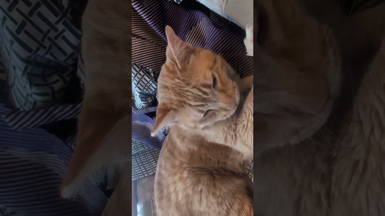 寛いで貰えてなにより☺️(かれこれ30分以上このままだとつゆ知らず⋯)#旅行#旅#猫#保護猫#温泉#ホテル#寛ぎ#Short