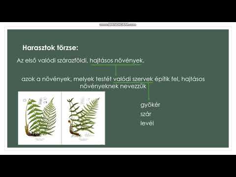 Videó: Mi a páfrányok és mohák életciklusa?