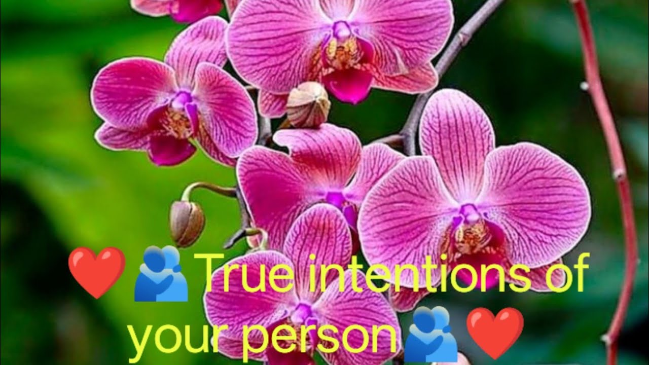 True intension of your person#tarot#divineing#love#lovestatus#energy#angels#oracle#anmeegam#soul#hus