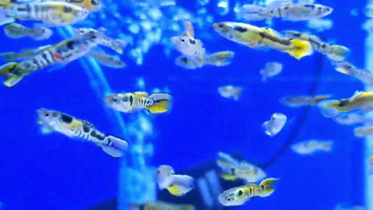 Yellow Tiger Endlers Guppy (Poecilia wingei)