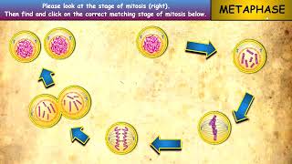 Stages of Mitosis: Interactive Google Slides + PPT + 2 Worksheets