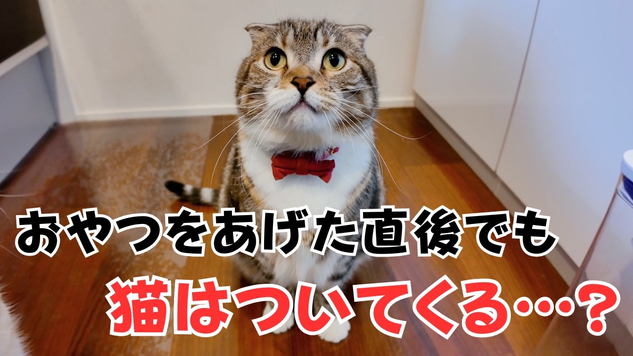 猫がついてくるのはおやつが欲しいから？検証した結果…🤣🤣🤣