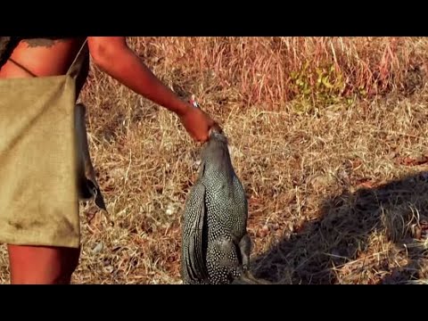 Retour à L Instinct Primaire Elle Réussi à Chasser Pour Refaire Le Plein De Proteine