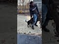 Shake and move #funny #buffalostyle #vamplyfe