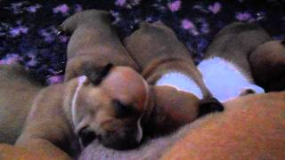 3 Week Old Staffordshire Bull Terrier Pups Yazash Staffordshire Bull Terriers