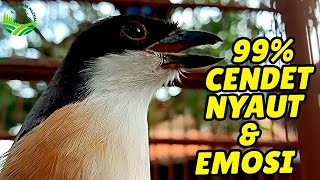 Cendet Manapun Bakal Gacor Dan Emosi Dengan Pancingan Cendet Gacor Ini