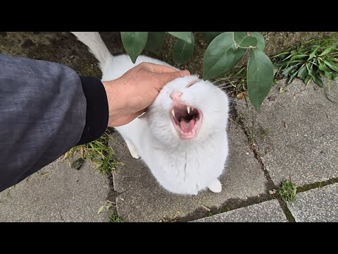 Angry White Cat in Attack Mode Today