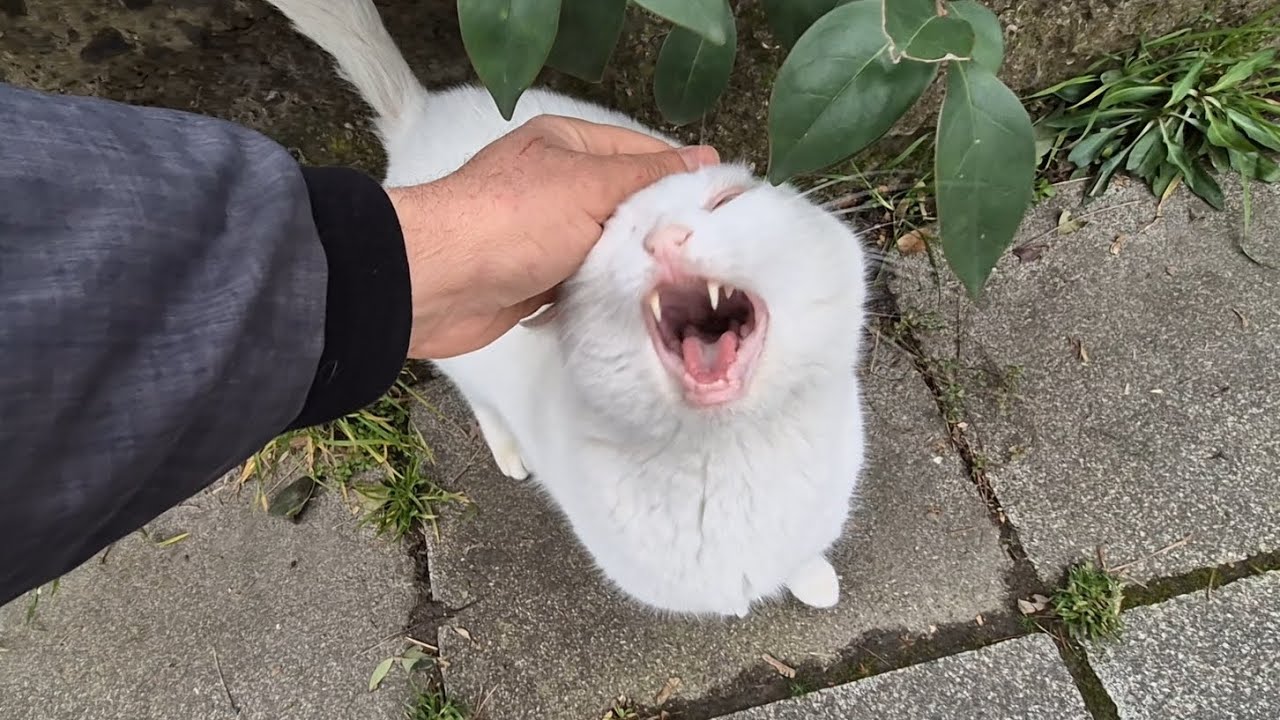 Angry White Cat in Attack Mode Today