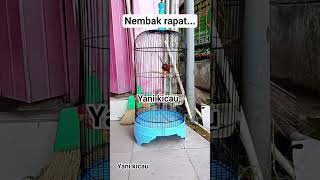 Download Lagu tepus kepala abu abu gacor MP3 Download Lagu tepus kepala abu abu gacor MP3