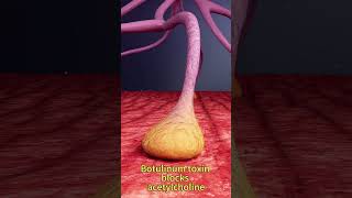 How Botox Works – From Motor Neurons to Wrinkle Reduction | 3D Animation