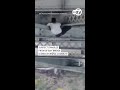 Video shows stolen-car chase suspect dangling from SF Bay Bridge during evening commute
