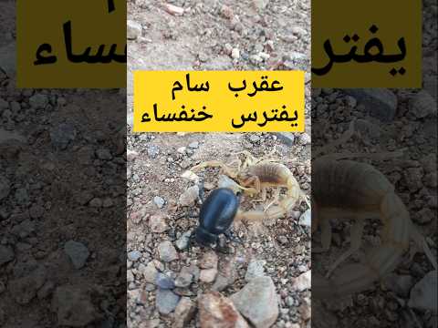 العقرب يصطاد خنفساء ثم يأكلها العقرب Cuteanimal اكسبلور الحشرات