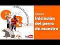 Directo - Iniciación del perro de muestra