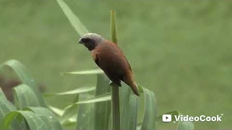 سورة هود بصيغة مغربية  اصيلة عبد الرحمن بنموسى رحمة الله عليه