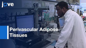 Vascular Tone Responsiveness By Isolated Mesenteric Arteries: Focus On Modulation l Protocol Preview