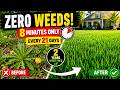 The 8-Minute Lawn Routine I Do Every 3 Weeks — ZERO Weeds for 2 Years Straight